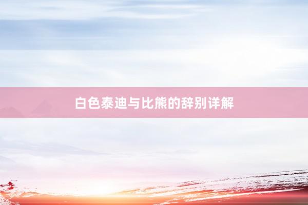 白色泰迪与比熊的辞别详解